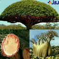 جزیره ای با درختانی بنام خون اژدها +عکس