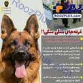 فروش سگ ۵۰۰ میلیونی در مشهد! + عکس
