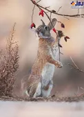 تلاش جالب خرگوش برای کندن میوه+عکس