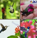 کوچکترین پرنده جهان! +عکس