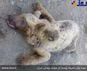 مرگ توله خرس قهوه ای در تصادف+عکس