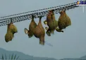 عکسی عجیب از لانه پرندگان!