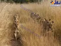 رژه جالب شیرها +عکس
