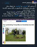 درخت ترامپ و مکرون خشک شد +عکس
