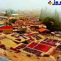 برگزاری جشن بزرگ زغال اخته! +عکس