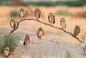 عکس/ پرتره خانوادگی جغدها!