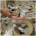 مرگ بسیار عجیب یک قوچ در کرمان/عکس
