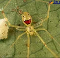 عنکبوتی به نام Theridion grallator که به عنوان 