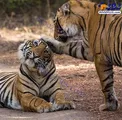 دست نوازش ببر بر سر همنوعش+عکس