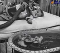 استفاده ازحیوانات به‌عنوان بخشی از درمان پزشکی سال 1956+عکس