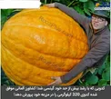 رشد بیش از حد و اندازه یک کدو +عکس