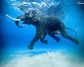 شنای فیل خوشحال +عکس