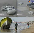 مرگ صدها عروس دریایی در ساحل بندرعباس +عکس