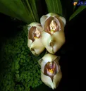 گیاهی عجیب ولی بامزه بنام 