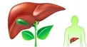 9 غذای گیاهی که کبد را از سموم پاک می کنند