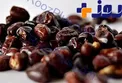 جزئیات سرایت بیماری خطرناک از طریق خفاش‌ها در خرماهای بم!