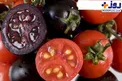 گوجه فرنگی های سیاه+عکس