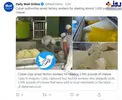 پنیر دزدی کارگران!+عکس