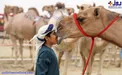 تصویری جالب از فستیوال شترها در امارات