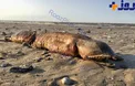 توفان هاروی موجب به گل نشستن موجودی عجیب در سواحل شد+عکس