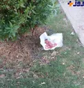 صحنه دردناک رها شدن نوزاد دختر+ عکس