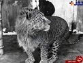 حیوان عجیب و دورگه ای که شاید تا بحال ندیده اید/عکس