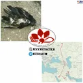 مرگ عجیب عقاب روسی در خوزستان! +عکس