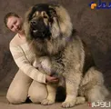 سگی به بزرگی یک خرس +عکس