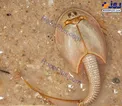 موجود سه چشم یا فسیل زنده+عکس