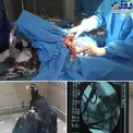 عکس/ جراحی یک کرکس در تهران!