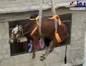 عکس/ نحوه پایین آوردن یک گاو از پشت بام!