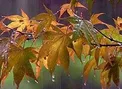 هواشناسی: بارش باران در شمال، مرکز و غرب کشور/ کاهش دمای تهران در روز شنبه