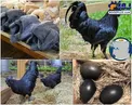 خروس سیاه؛گرانترین پرنده دنیا+عکس