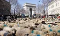 قدم زدن گوسفندان در قلب پاریس/عکس