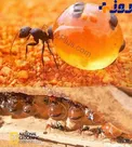 تصویری از مورچه_عسل+عکس