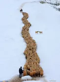 عکسی جالب از رژه گوسفندان در یک روز برفی
