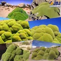 گیاهی همیشه سبز که قدمت ۳هزار ساله دارد+عکس