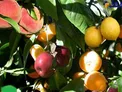 درختی که به جای میوه سالاد می دهد+عکس