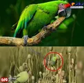 طوطی‌های معتاد، بلای جان مزارع خشخاش هند! +تصاویر