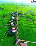 زندگی در میان مخمل سبز شالیزار+عکس
