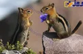 تنها حيواناتى كه براى محبت کردن، به هم گل ميدهند+عکس