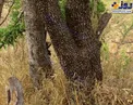 عکس/ استتار عجیب‌وغریب ببر در جنگل!