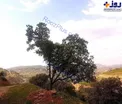درختی شبیه به نقشه ایران + عکس