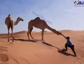 غذا دادن به شتر در صحرای امارات/عکس