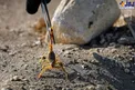 آزمایشگاه و مزرعه عقرب مصر/عکس