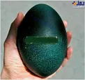 تصویری جالب از تخم شترمرغ استرالیایی