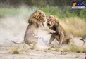 نبرد خونین دو سلطان سوژه روز نشنال جئوگرافیک+عکس