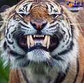 نمایی نزدیک و جالب از دندان‌های ببر+عکس
