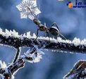 مورچه ای که در حال خوردن قطره برف است + عکس
