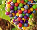 عکس/ انگورهای عجیب با دانه های رنگارنگ!
